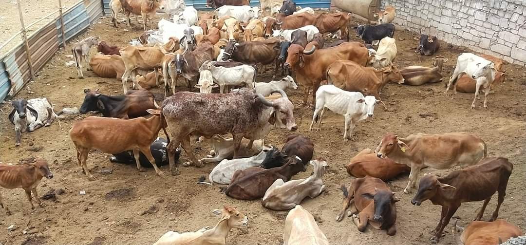 वापी में " गौसेवार्थ " निमित्त भागवत का चल रहा भव्य आयोजन 7 FB IMG 1713884393711 1