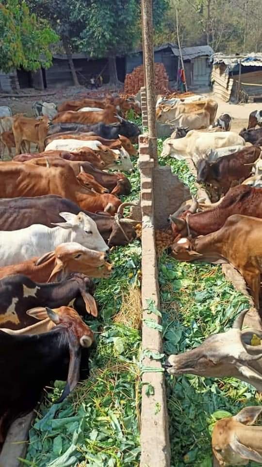 नि:स्वार्थ गौसेवा की मिसाल है , गौ सेवार्थ चैरिटेबल ट्रस्ट 6 FB IMG 1713884556889