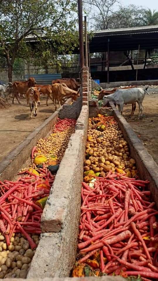 वापी में " गौसेवार्थ " निमित्त भागवत का चल रहा भव्य आयोजन 4 FB IMG 1713884582677 1